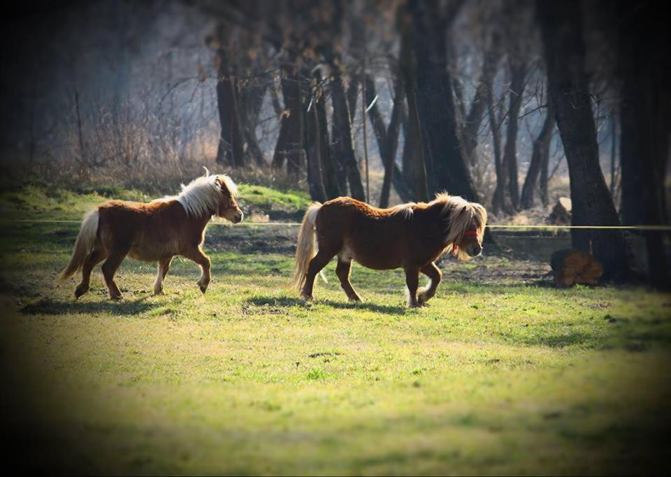 Fantanita Craiesei Hotell Făgăraş Exteriör bild